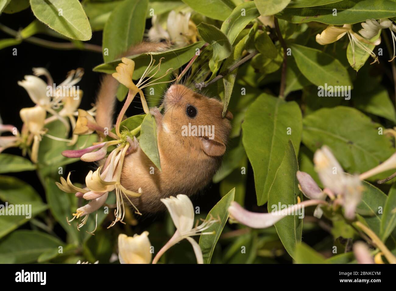 Hazel dormouse (Muscardinus avellanarius), maschio adulto, arrampicata su Honeysuckle fiorito, Germania, giugno. Foto Stock