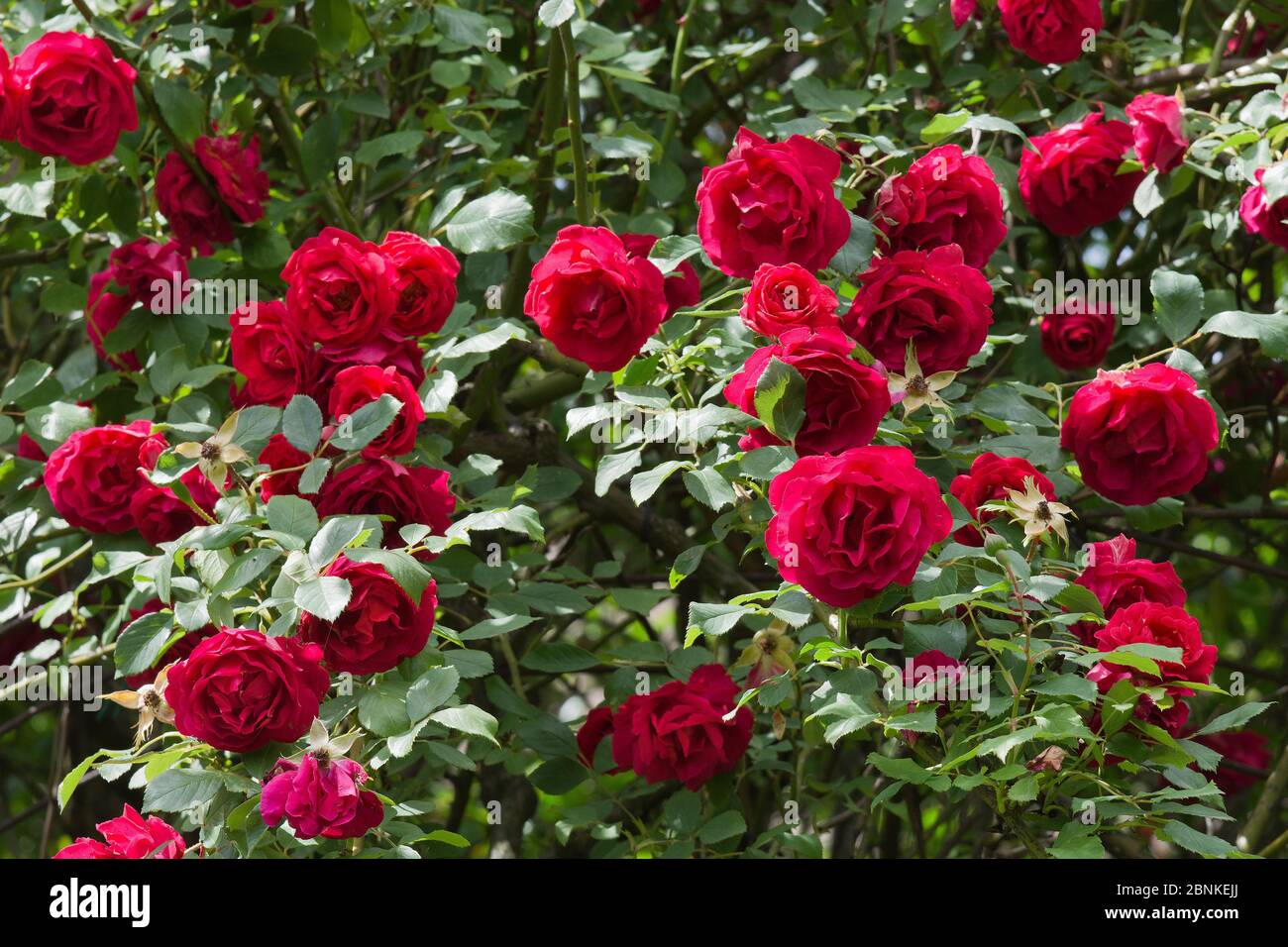 Fiori di rosso roso Foto Stock