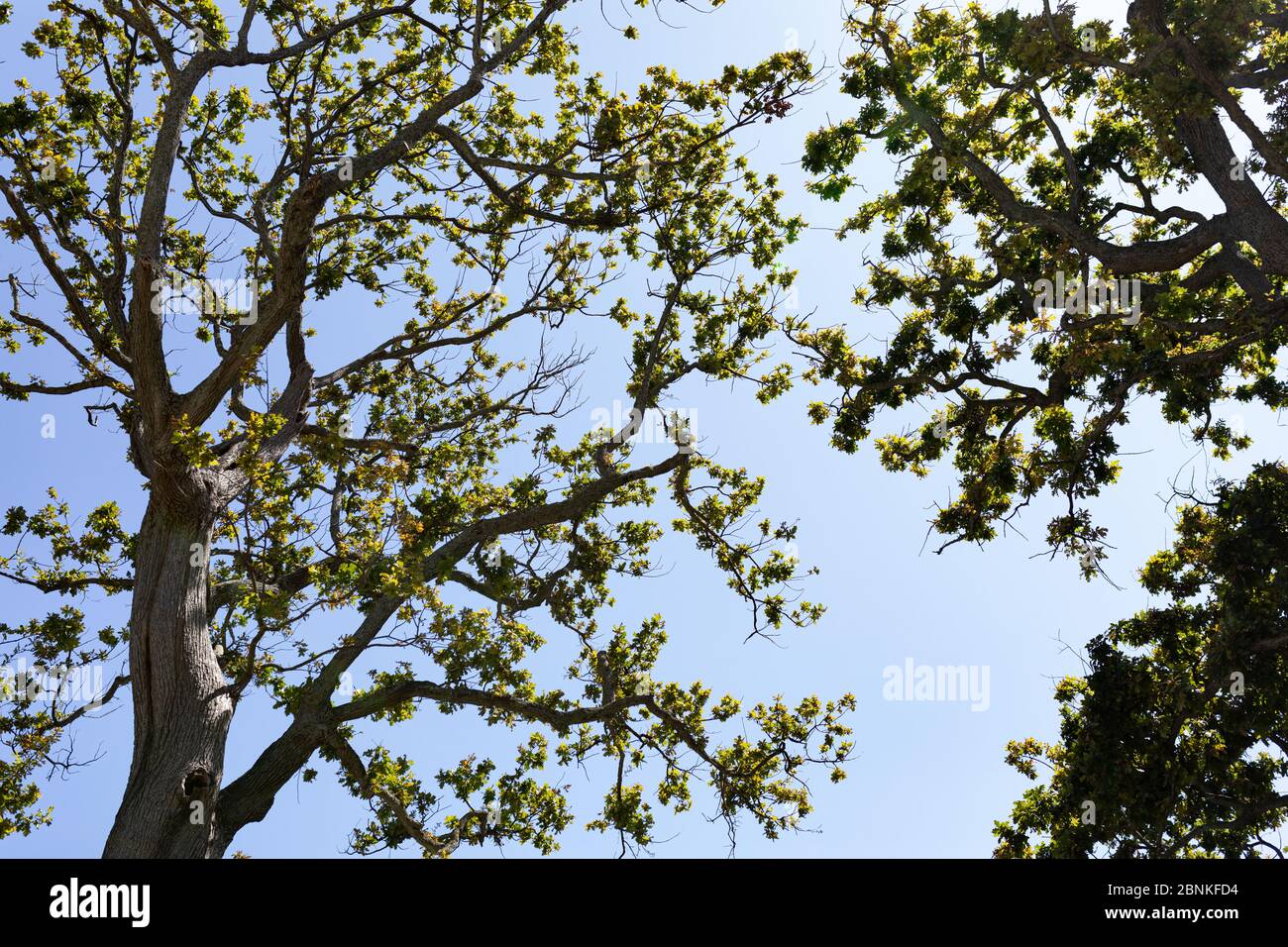 Maestosa vista di un cielo blu e alberi Foto Stock