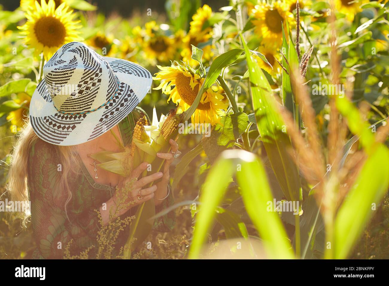 Donna di mezza età, viso non riconoscibile, cappello da sole, abito verde, campo di girasole, mais sulla pannocchia Foto Stock