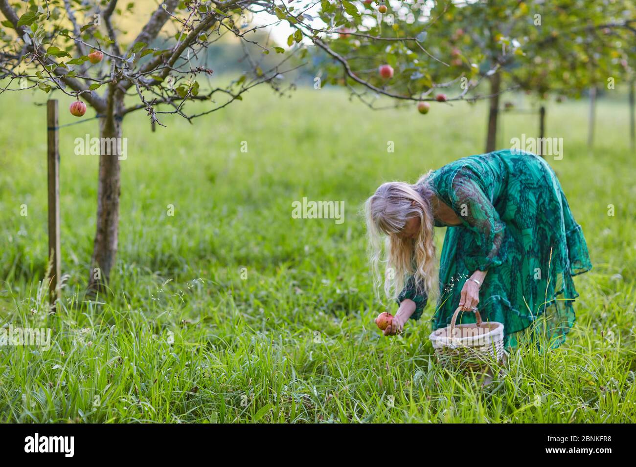 Raccolta di mele, albero di mele, paniere, mele, donna di mezza età, prato di frutteto, Foto Stock