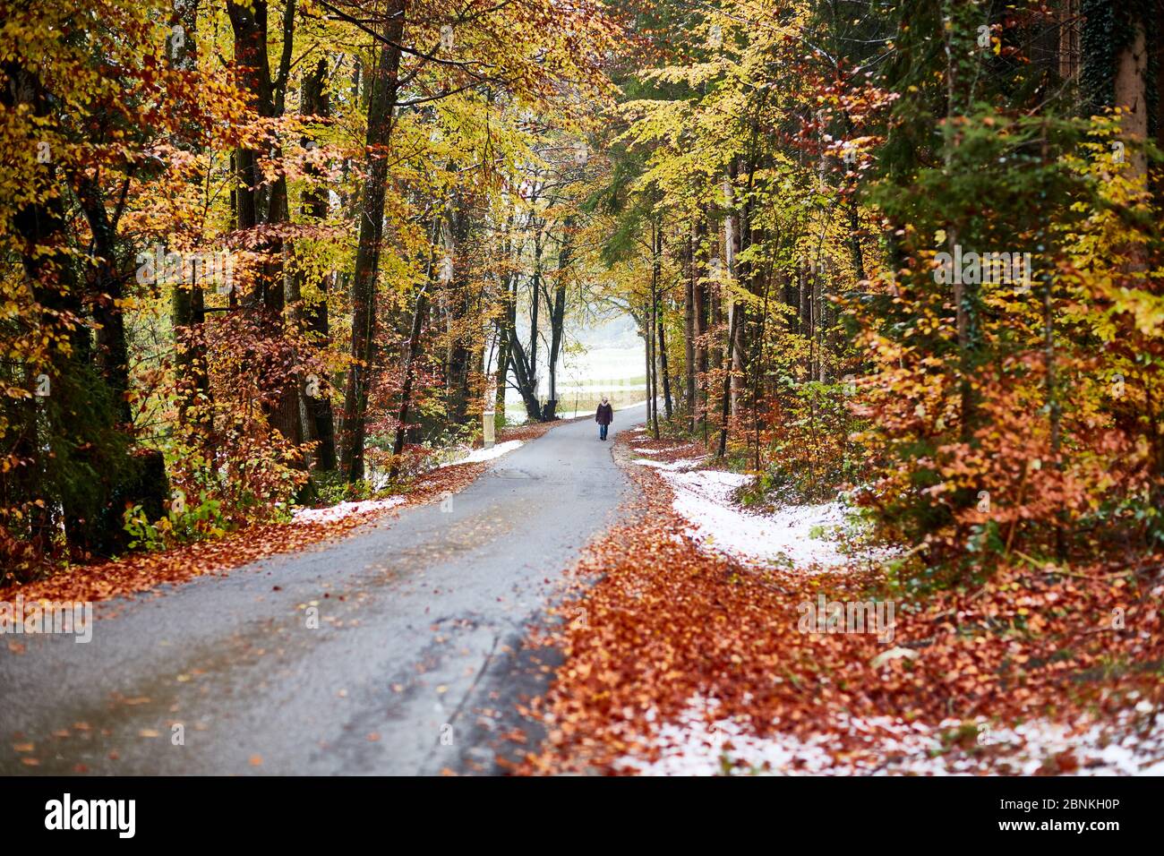 Strada di campagna, bagnata, neve, ghiaccio, alberi, foglie, pedoni Foto Stock
