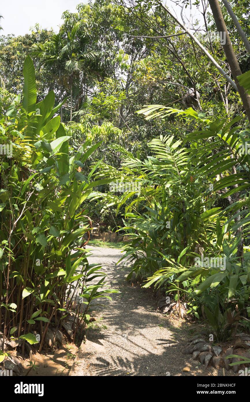 dh Herb Giardino GALLE SRI LANKA percorso di medicina erboristica giardini Foto Stock