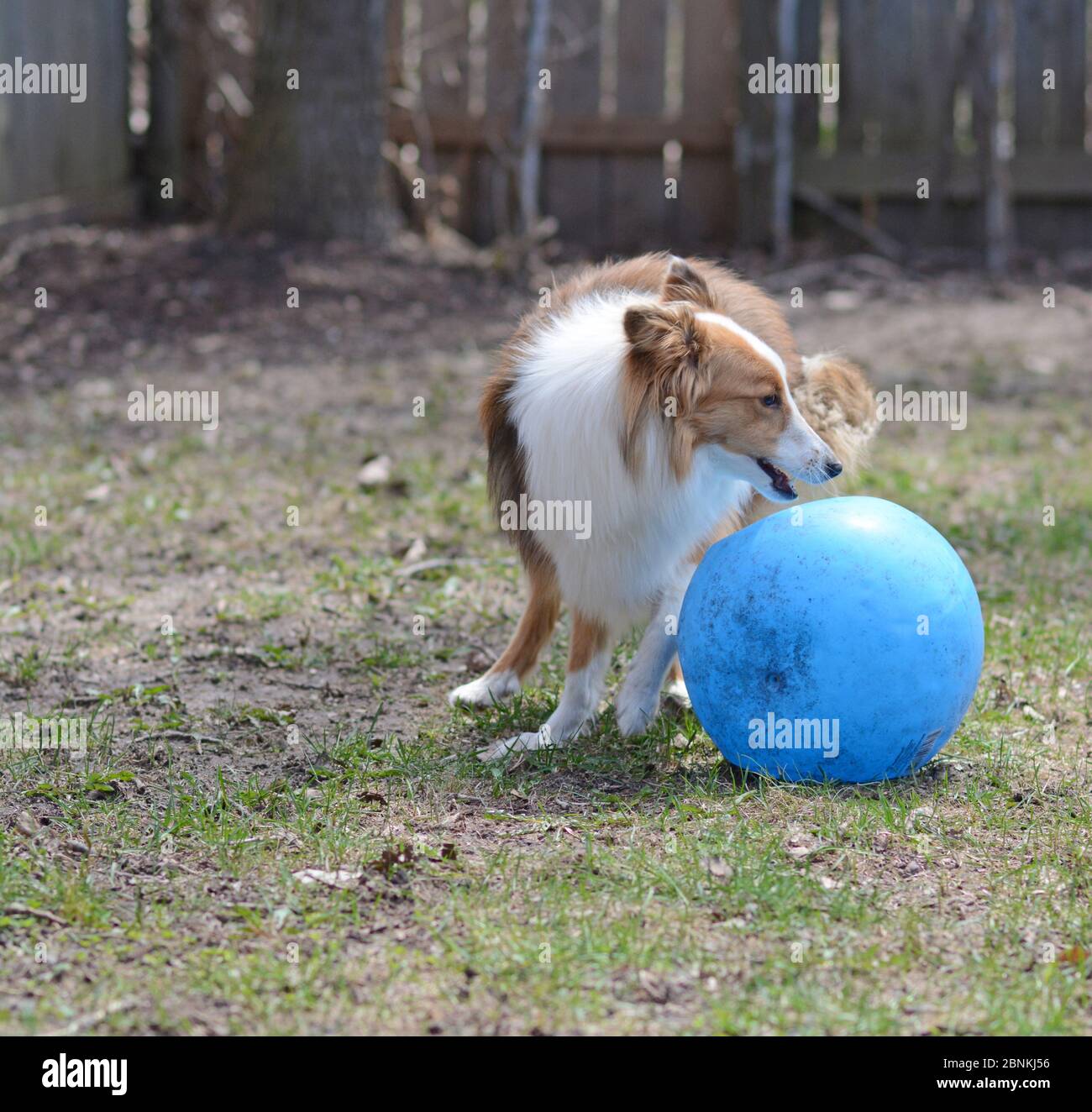 Shetland Shepdog (sheltie) giovane e colorato gioca in un cortile recintato con una grande palla blu. Foto Stock
