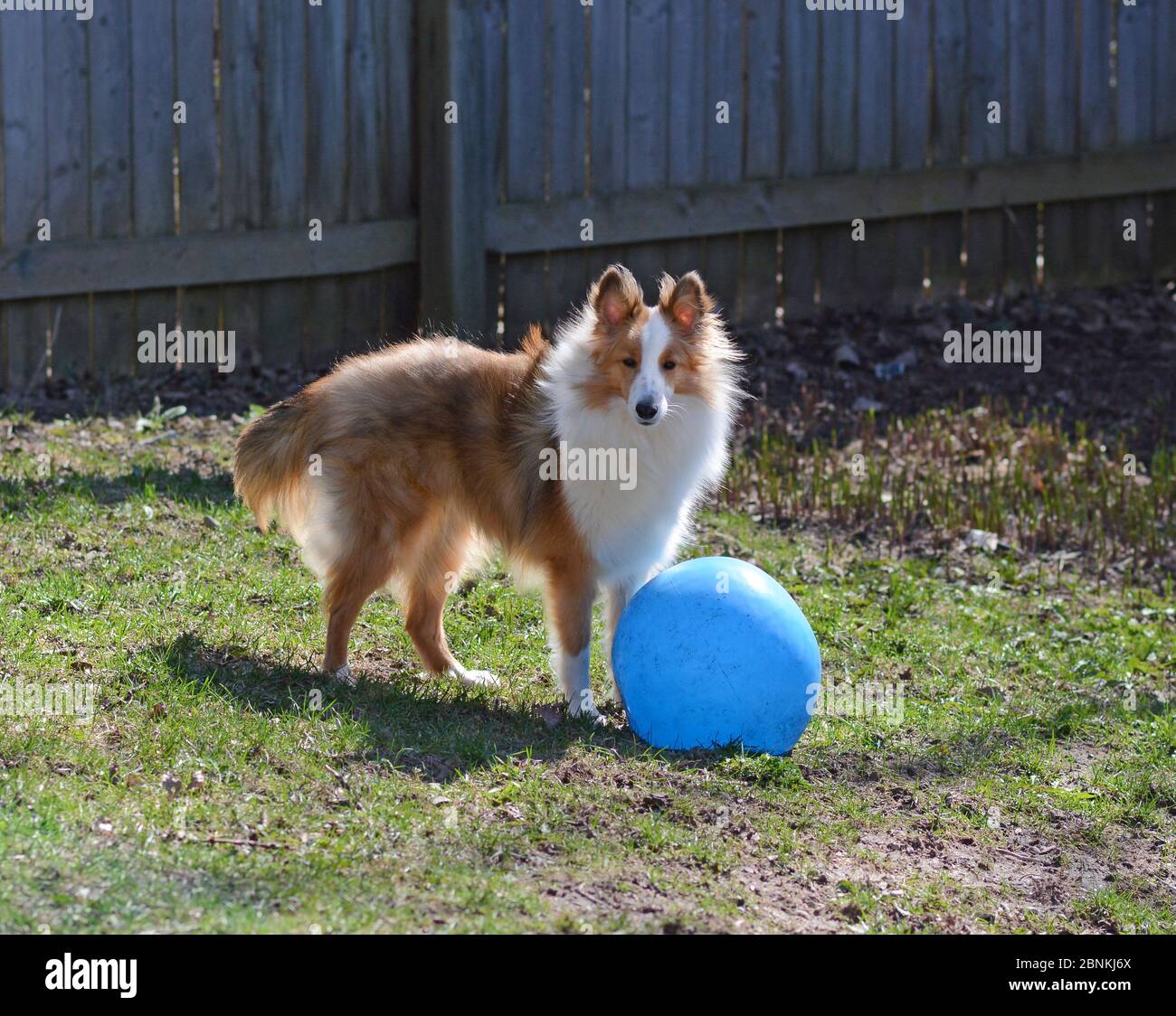 Shetland Shepdog (sheltie) giovane e colorato gioca in un cortile recintato con una grande palla blu. Foto Stock
