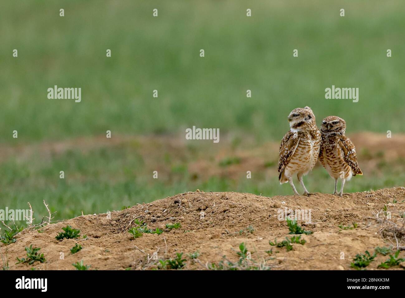 Gufi di burrowing che si eruttano sopra un buco Foto Stock