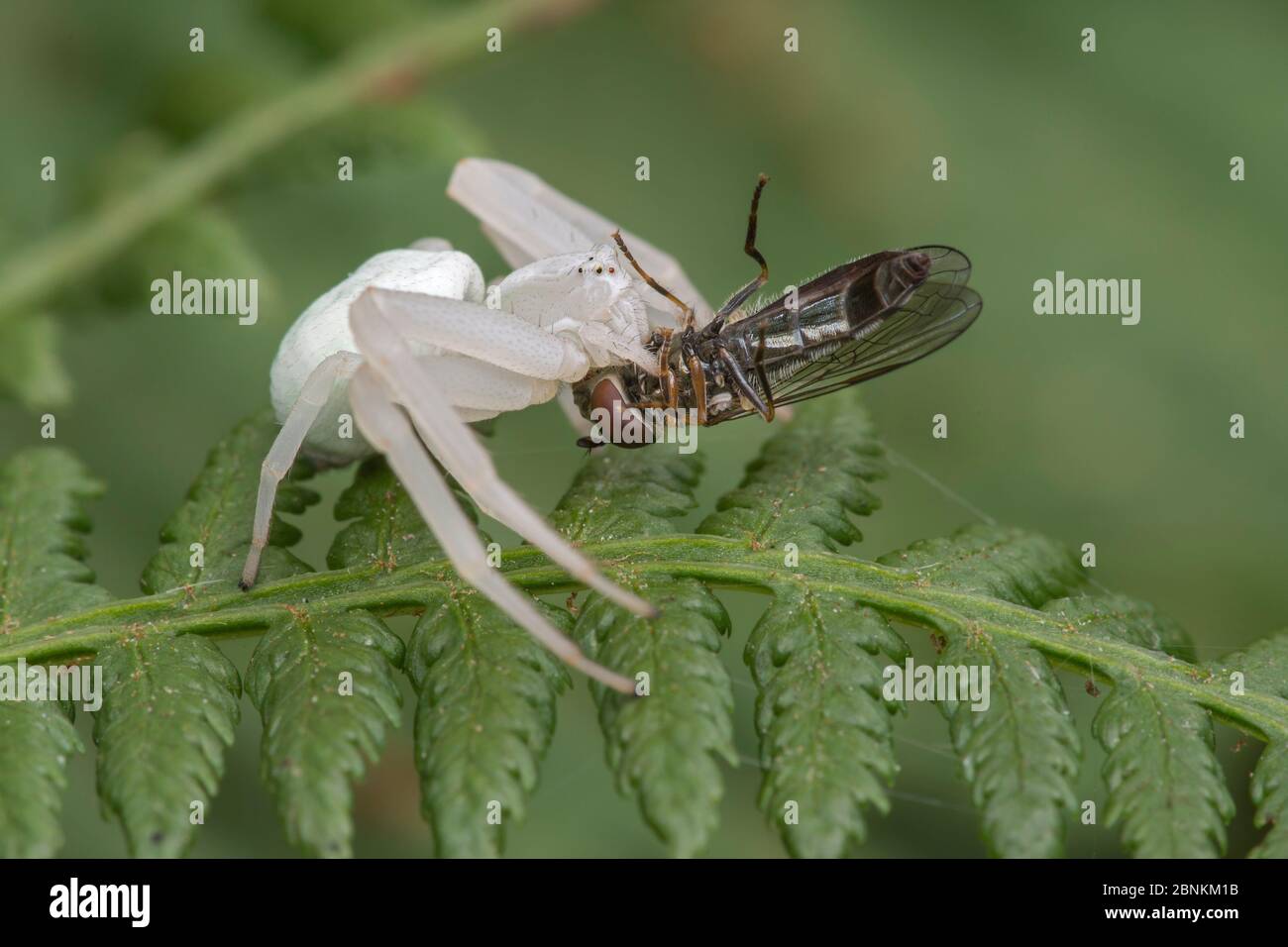 Ragno di granchio di verga (Misumena vatia) con preda di insetti, Brasschaat, Belgio settembre Foto Stock
