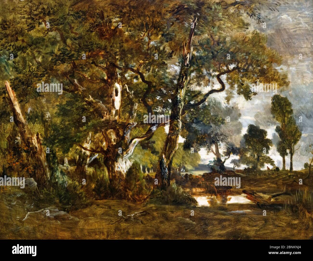 Foresta di Fontainebleau, cluster di alberi alti che domina la pianura di Clair-Bois al bordo di Bas-Bréau da Theodore Rousseau (1812-1867), olio su tela, circa 1849-52 Foto Stock