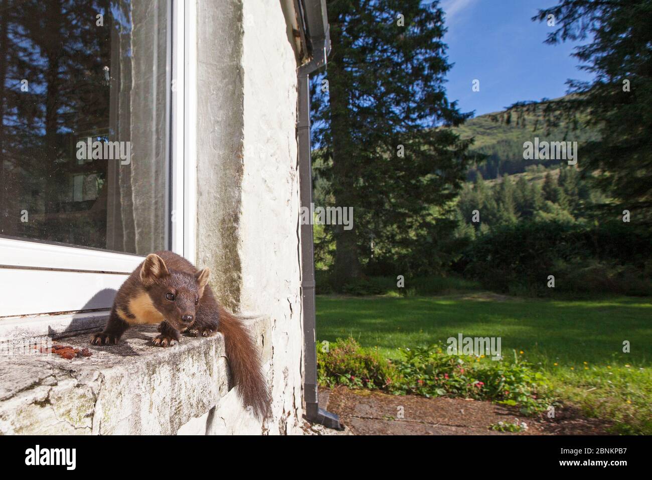 Pineta martes (Martes martes) che si nutre sul davanzale di casa, Ardnamurchan, Lochaber, Highland, Scozia, Regno Unito, giugno. Foto Stock