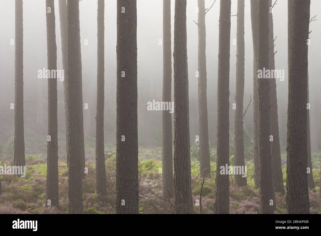 Di pino silvestre (Pinus sylvestris )tronchi di alberi in alba di nebbia, Rothiemurchus, Cairngorms National Park, Scozia, Agosto. Foto Stock