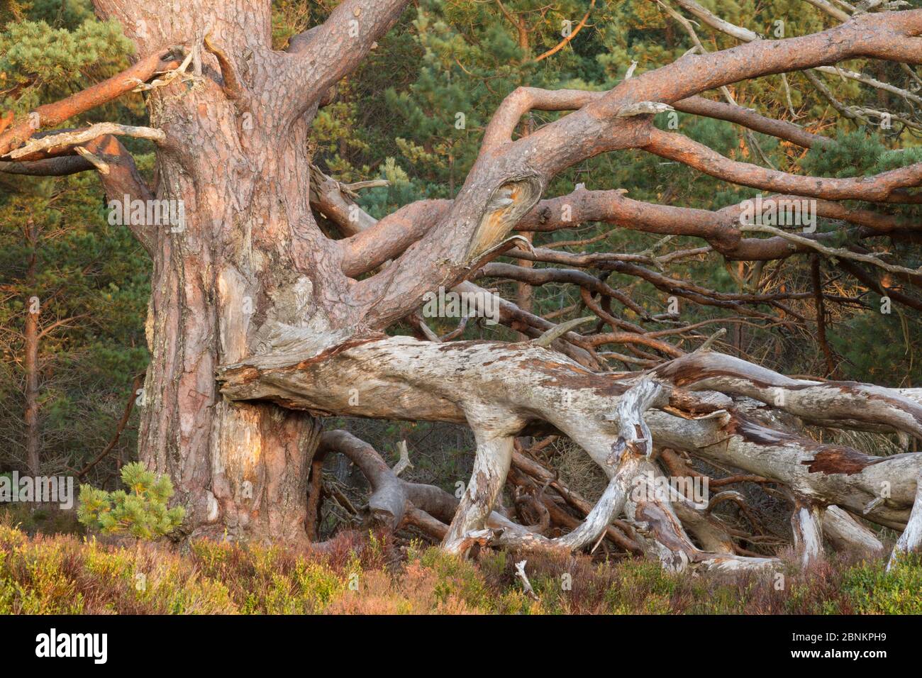 Tangled rami morti del veterano di pino silvestre (Pinus sylvestris), Rothiemurchus foresta, Cairngorms National Park, Scozia, Settembre. Foto Stock