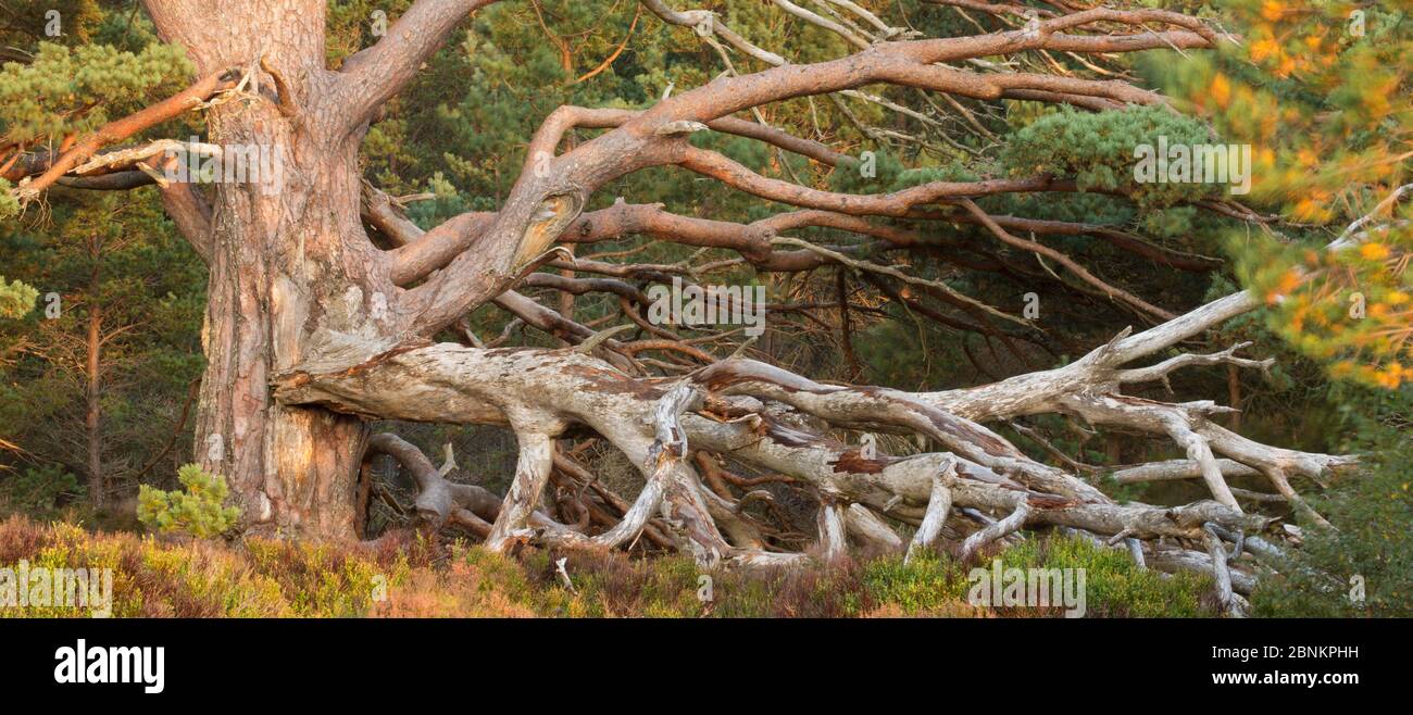 Tangled rami morti del veterano di pino silvestre (Pinus sylvestris), Rothiemurchus foresta, Cairngorms National Park, Scozia, Settembre. Foto Stock
