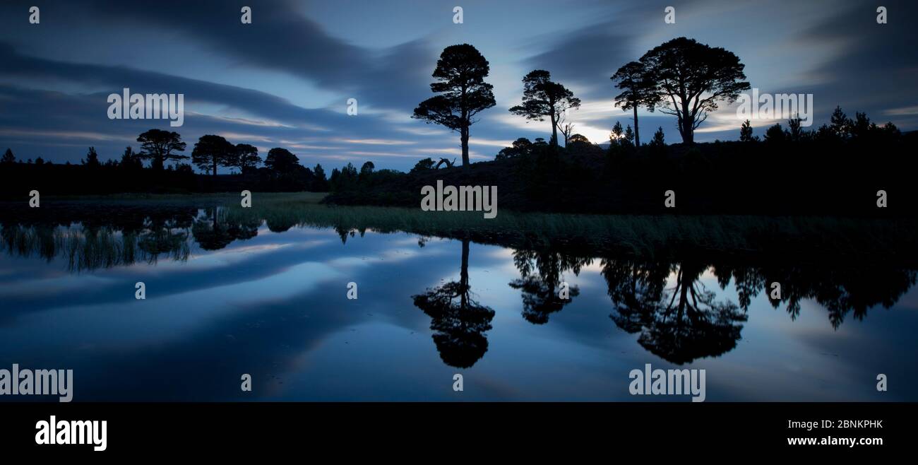 Pino scozzese (Pinus sylvestris) alberi riflessi in lochan all'alba, Abernethy National Nature Reserve, Cairngorms National Park, Scozia, Regno Unito, settembre Foto Stock