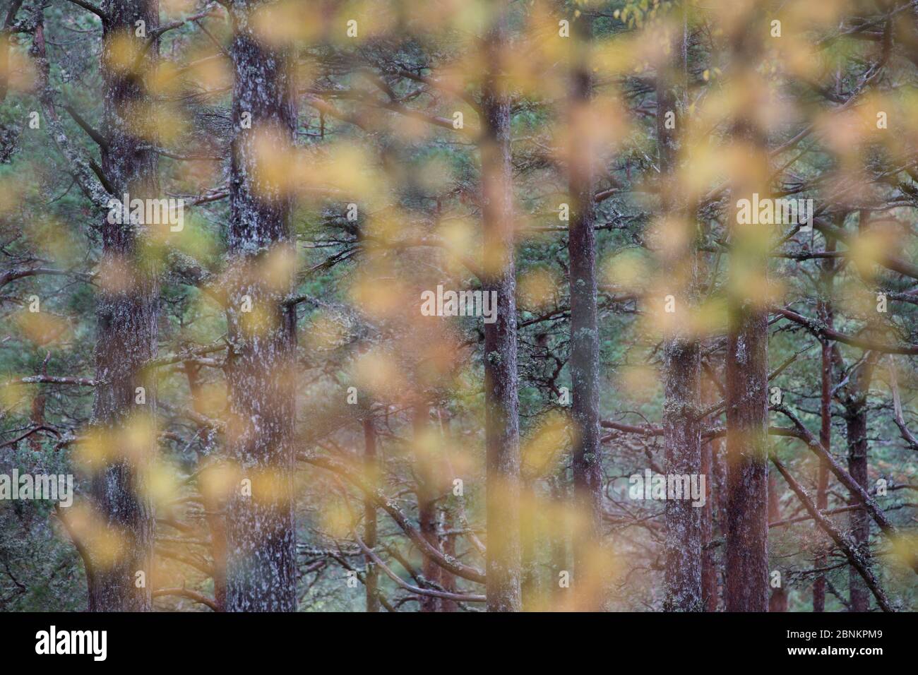 Bosco di pino scozzese (Pinus sylvestris) attraverso foglie autunnali offuscate, Strathmashie, Cairngorms National Park, Scozia, Regno Unito, ottobre. Foto Stock