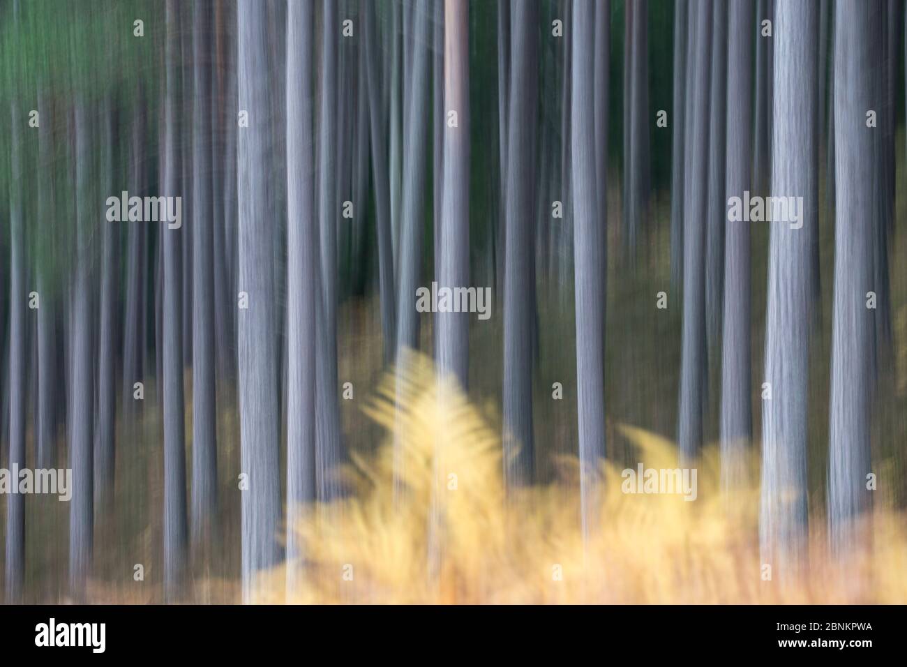 Soft Focus pino scozzese (Pinus sylvestris) tronchi di alberi nella foresta, Cairngorms National Park, Scozia, Regno Unito, ottobre. Foto Stock