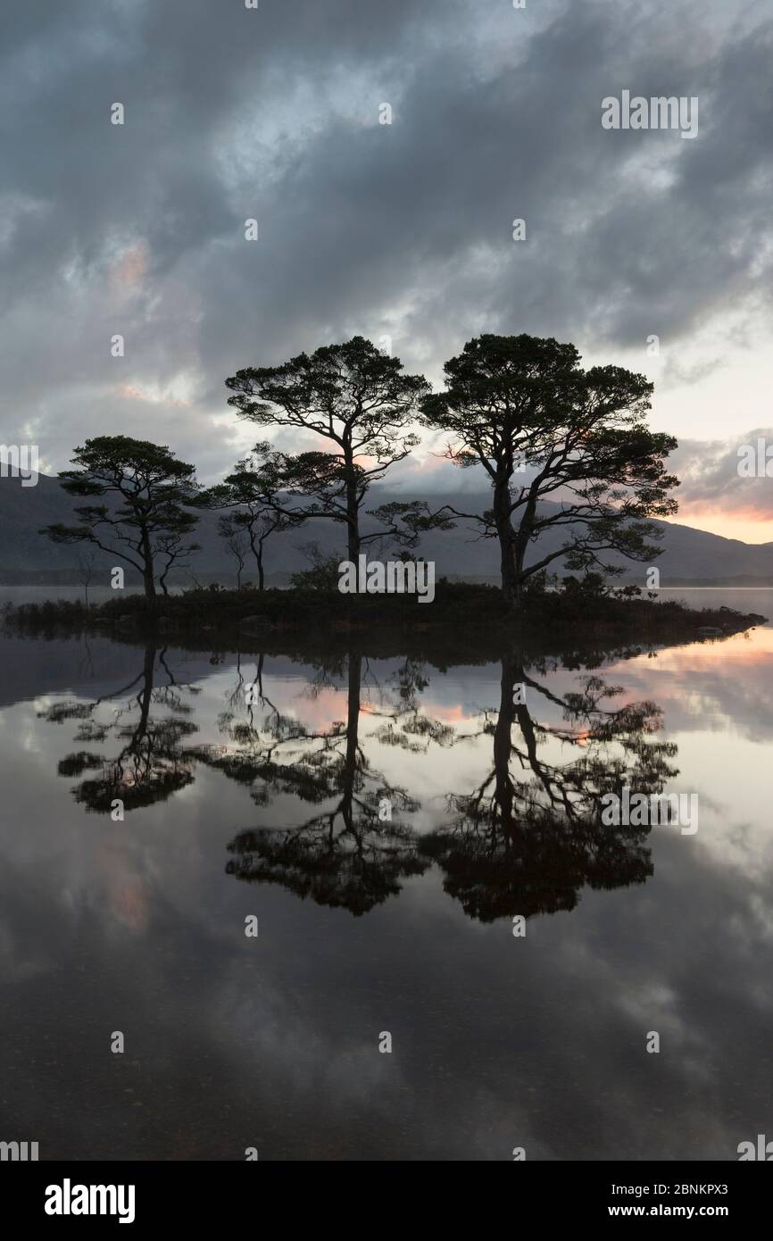Di pino silvestre (Pinus sylvestris) alberi riflessa in Loch Maree all'alba con Slioch in background, Wester Ross, Scotland, Regno Unito, novembre 2014. Foto Stock