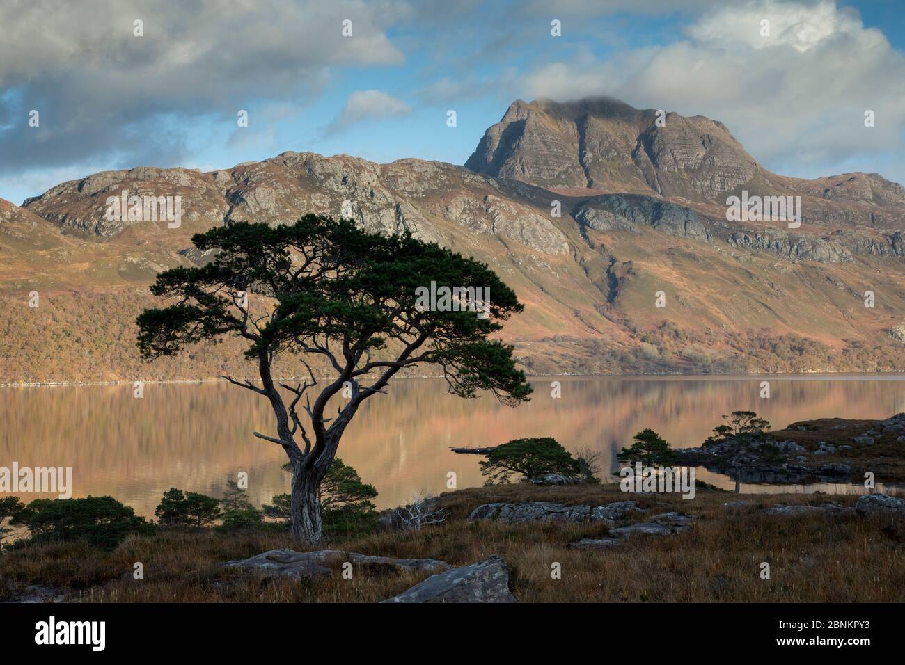 Di pino silvestre (Pinus sylvestris) silhoutte nella parte anteriore del Loch Maree e Slioch, Wester Ross, Scotland, Regno Unito, novembre 2014. Foto Stock