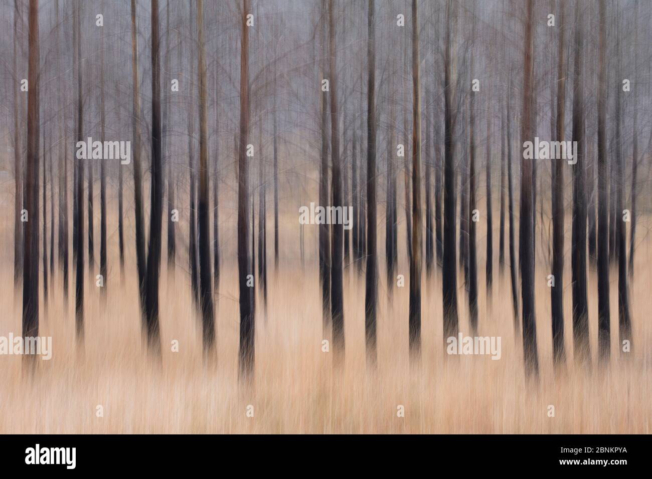 Pino scozzese bruciato (Pinus sylvestris), Glen Torridon, Highlands, Scozia, Regno Unito, novembre 2014. Foto Stock