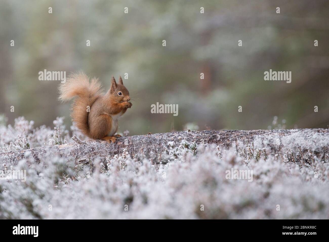 Scoiattolo rosso (Sciurus vulgaris) che si nuoce, arroccato su tronchi in pineta, Inshriach, Glenfeshie, Cairngorms National Park, Scozia, Regno Unito, dicembre. Foto Stock