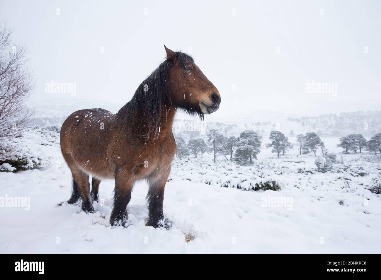Highland Pony nella neve, Glenfeshie Estate, Cairngorms National Park, Scozia, Regno Unito, gennaio. Foto Stock