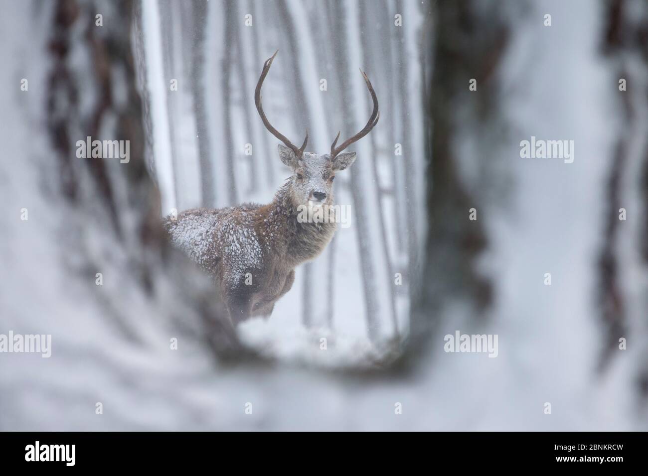 Il cervo (Cervus elaphus) feste di addio al celibato in Blizzard, Alvie station wagon, Cairngorms National Park, Scozia, gennaio. Foto Stock
