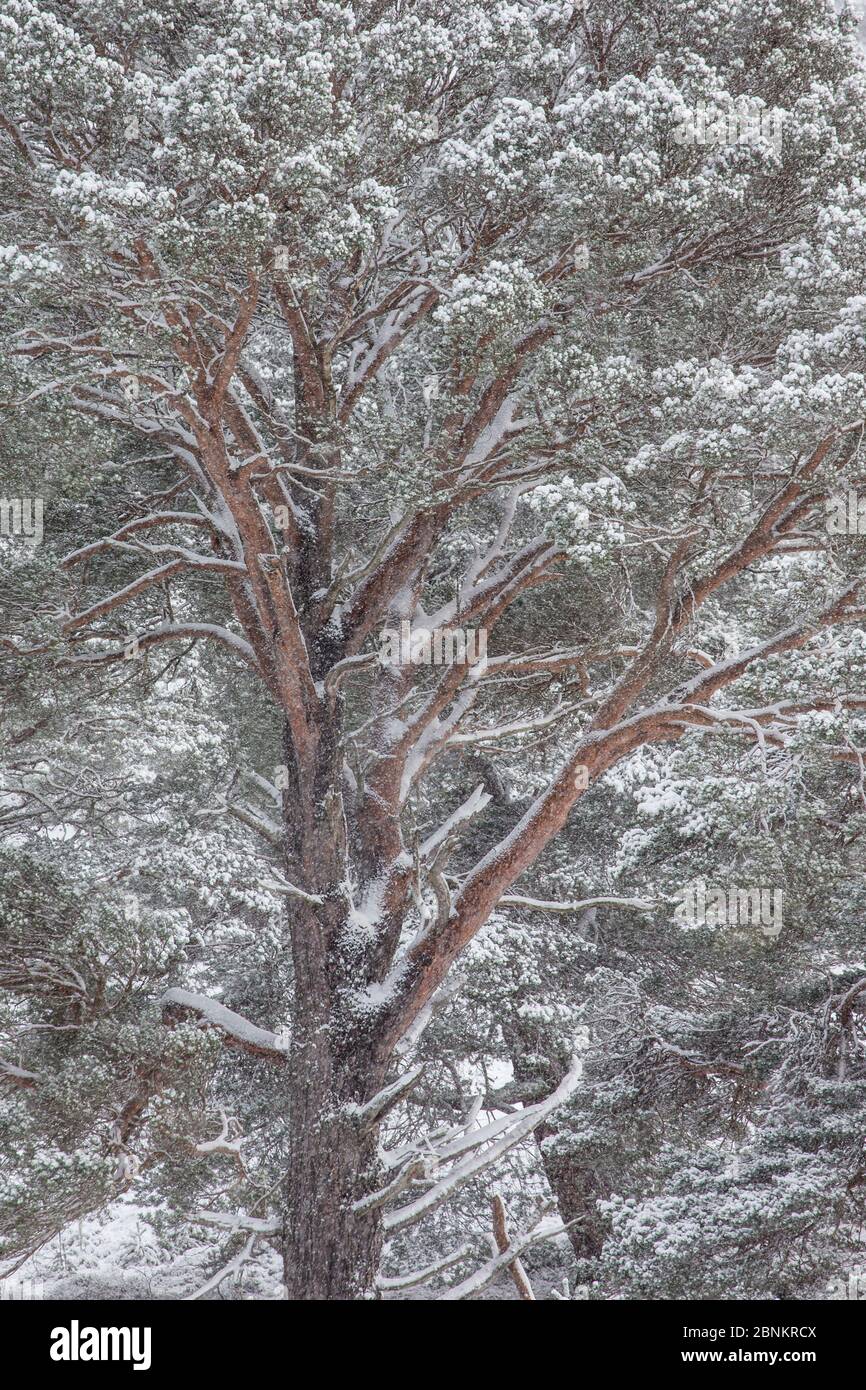 Pino scozzese innevato (Pinus sylvestris), Glenfeshie Estate, Scozia, Cairngorms National Park, Scozia, Regno Unito, gennaio 2015. Foto Stock