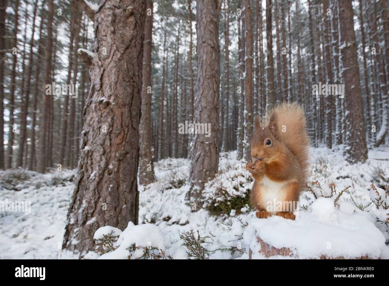 Scoiattolo rosso (Sciurus vulgaris) che si nuota nella foresta di pino scozzese (Pinus sylvestris), Cairngorms National Park, Scozia, Regno Unito, gennaio. Foto Stock
