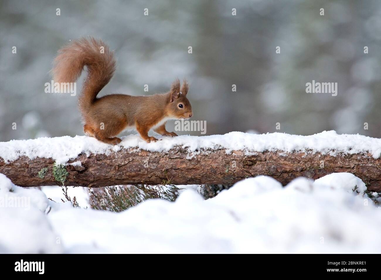 Scoiattolo rosso (Sciurus vulgaris) che cammina lungo la branca innevata di pino scozzese (Pinus sylvestris), Cairngorms National Park, Scozia, Regno Unito, gennaio. Foto Stock