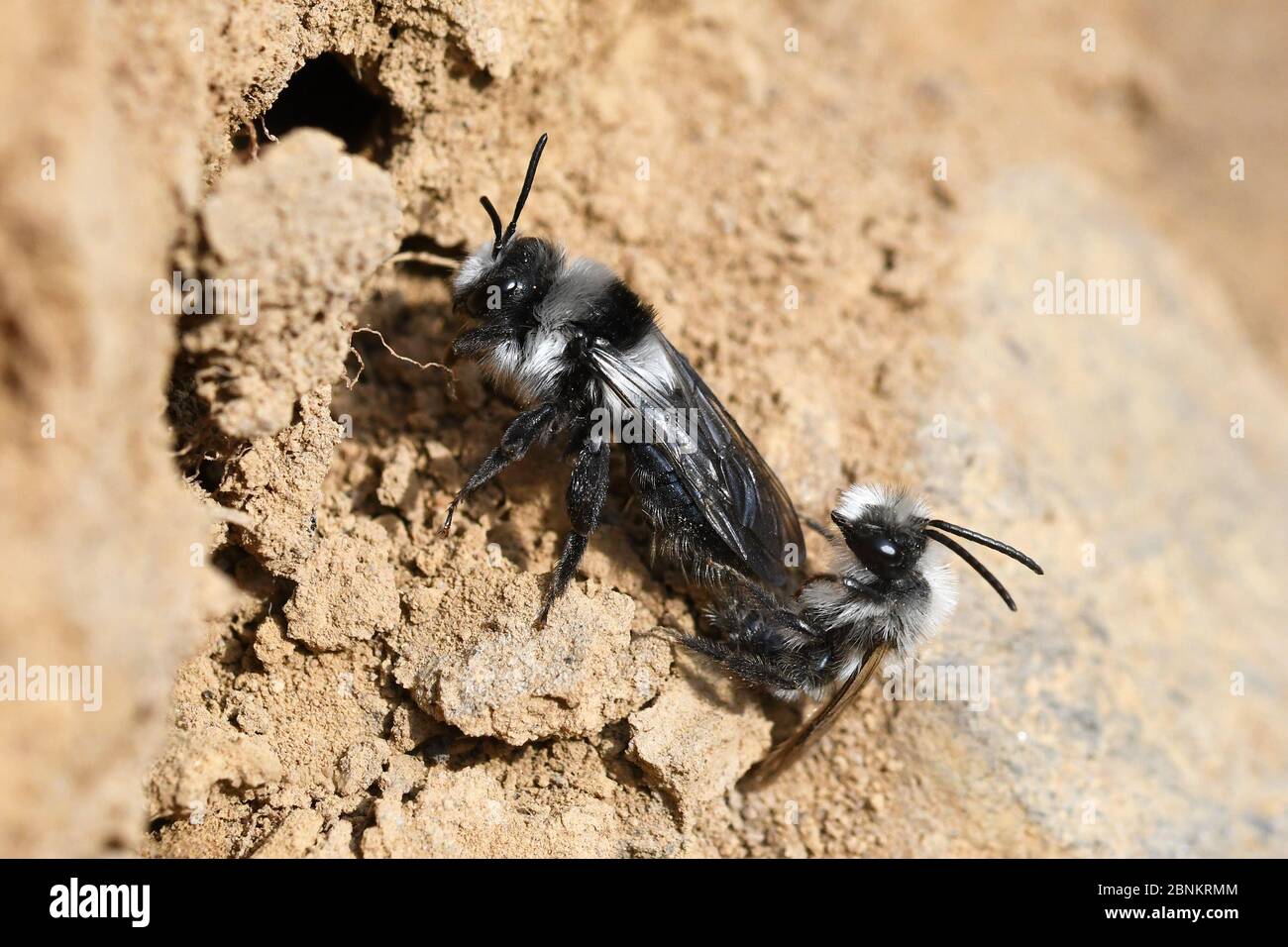 Coppia di accoppiamento di ape da miniera di frassino (Andrena cineraria) Foto Stock