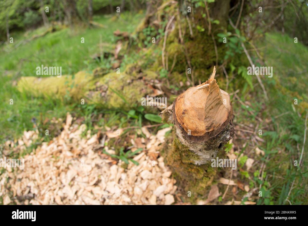 Albero abbattuto da Eurasian Beaver (Castor fibre) attività di alimentazione, Knapdale Forest, sito della Scottish Beaver Trial, Argyll, Scozia, Regno Unito, giugno. Foto Stock