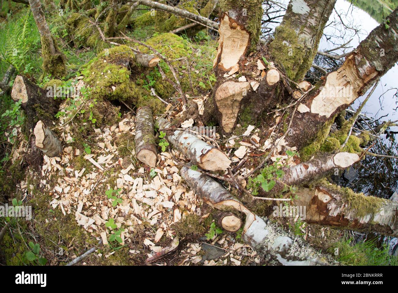 Alberi e ceppi con evidenza di attività di alimentazione del castoro eurasiatico (fibra di Castor), Foresta di Knapdale, sito della Scottish Beaver Trial, Argyll, Scozia, U. Foto Stock