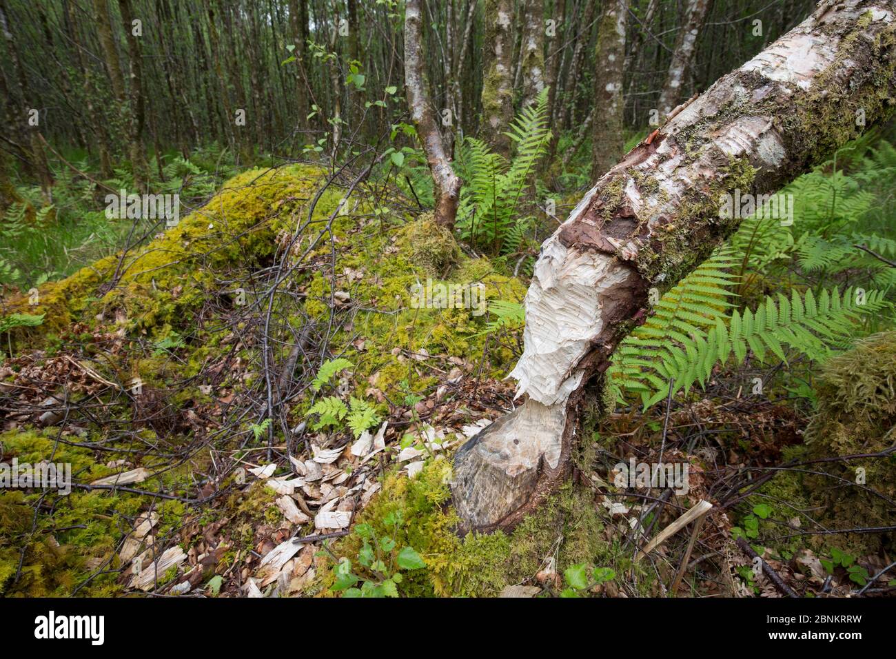 Albero con segni di attività di alimentazione di castori eurasiatici (fibra di Castor), Foresta di Knapdale, Argyll, Scozia, Regno Unito, giugno. Foto Stock