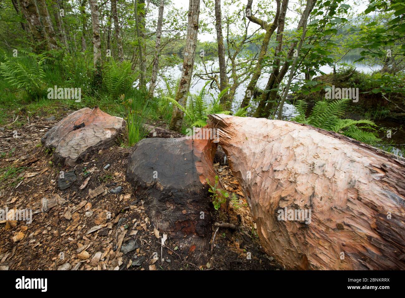 Albero abbattuto, un segno di attività di alimentazione del castoro eurasiatico (fibra di Castor), Foresta di Knapdale, Argyll, Scozia, Regno Unito, giugno. Foto Stock
