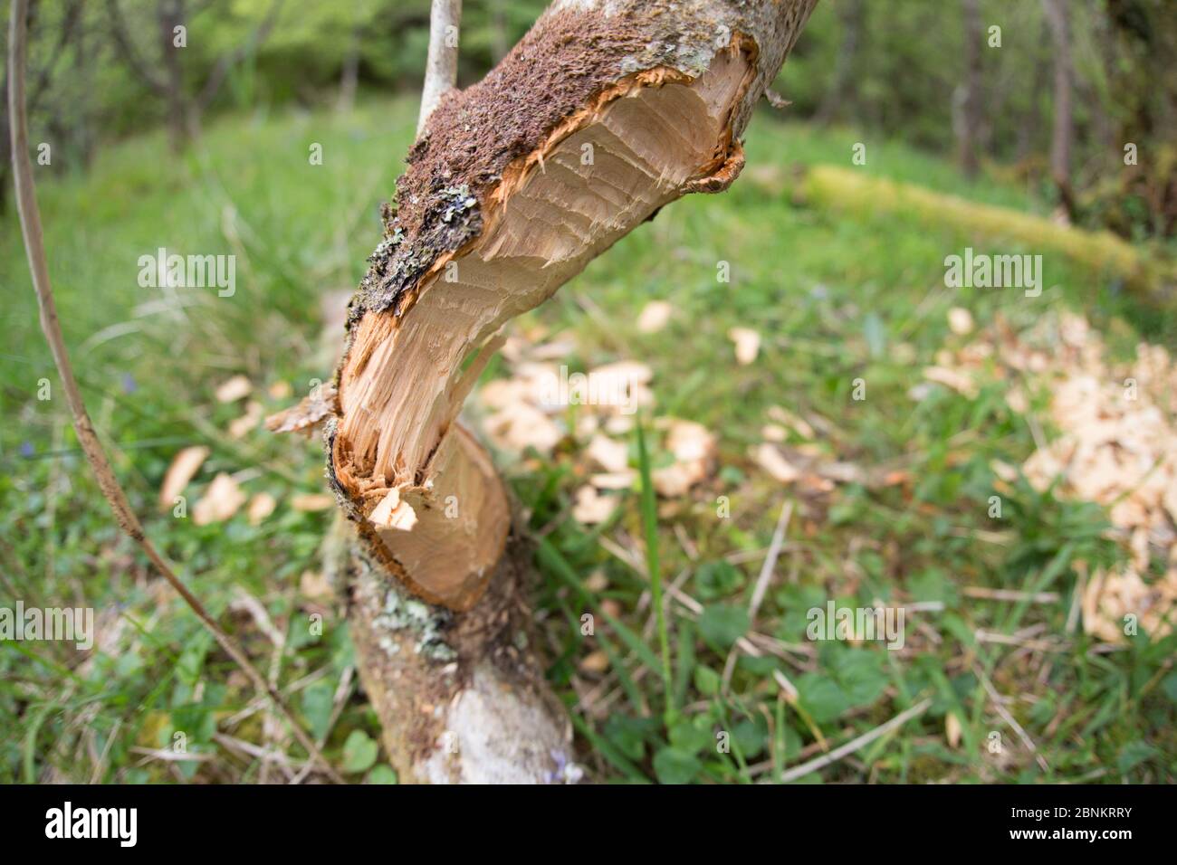 Albero con segni di attività di alimentazione del castoro eurasiatico (fibra di Castor), Foresta di Knapdale, sito della Scottish Beaver Trial, Argyll, Scozia, Regno Unito, giugno. Foto Stock
