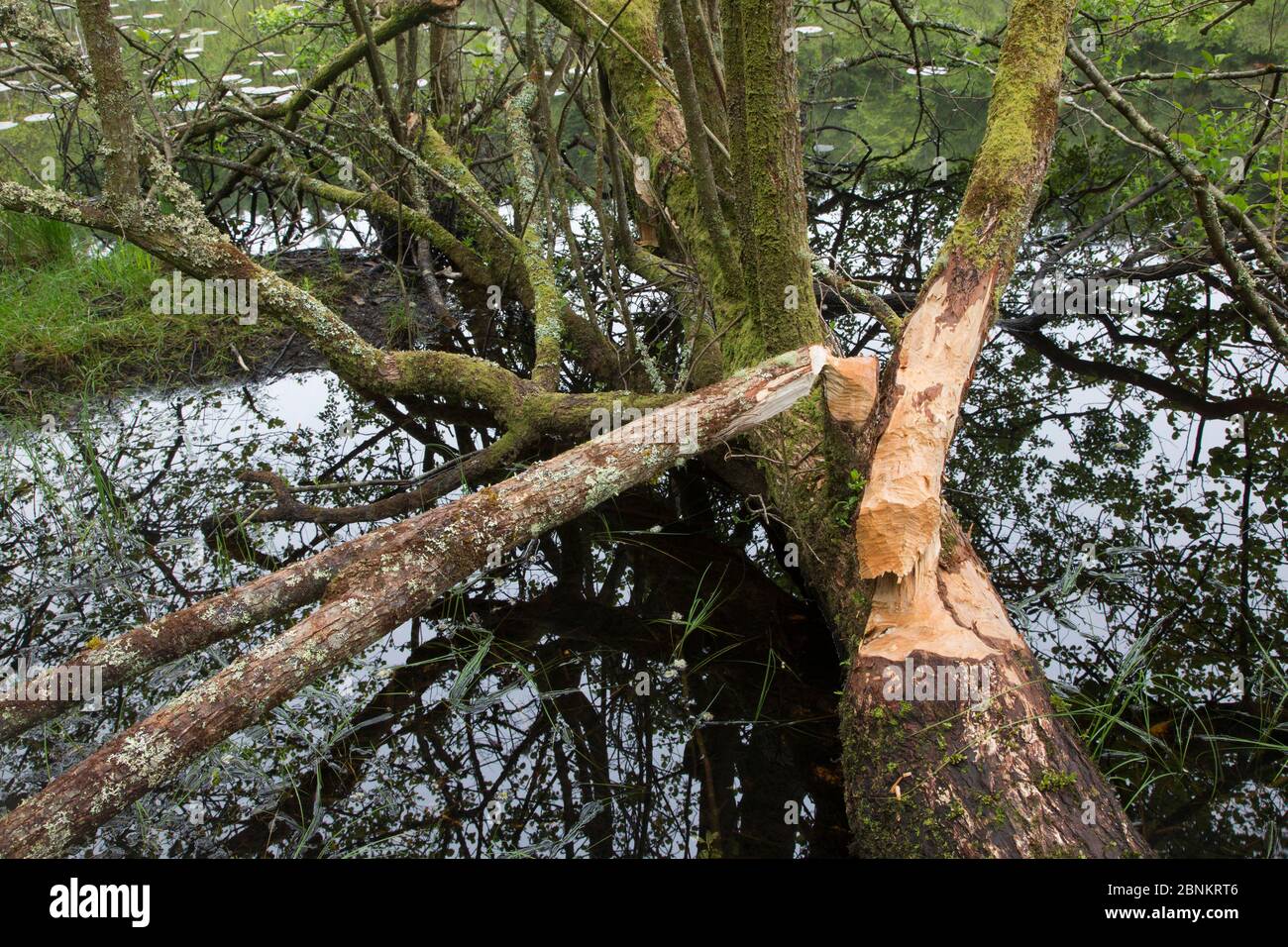 Albero abbattuto con segni di attività di alimentazione di castori eurasiatici (fibra di Castor), Foresta di Knapdale, Argyll, Scozia, Regno Unito, giugno. Foto Stock