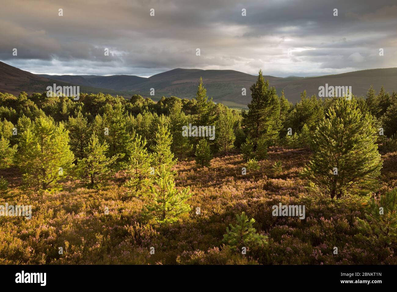 Luce della Sera oltre la rigenerazione di pino silvestre (Pinus sylvestris) bosco, Glenfeshie, Cairngorms National Park, Scozia, settembre 2015. Foto Stock