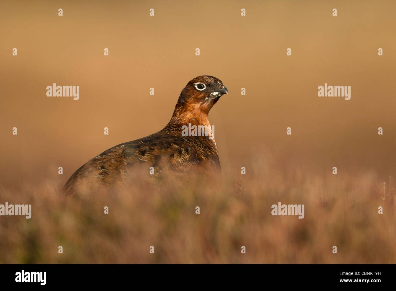 Red Grouse (Lagopus lagopus scootica) femmina in erica, Deeside, Cairngorms National Park, Scozia, UK, febbraio. Foto Stock