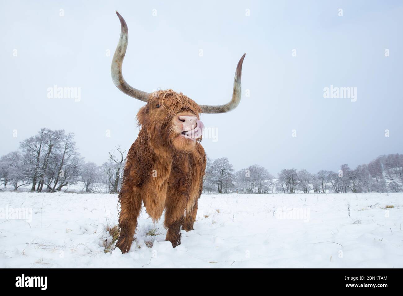 Highland mucca che leccano il naso nella neve, Glenfeshie, Cairngorms National Park, Scozia, UK, febbraio. Foto Stock