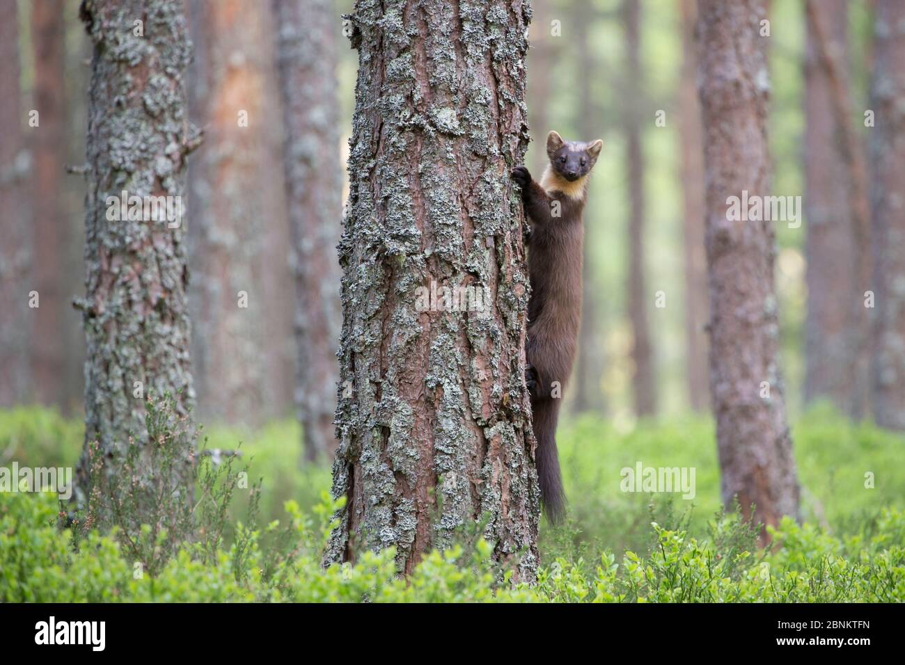 Pineta (Martes Martes) alpinismo in pineta, Glenfeshie, Cairngorms National Park, Scozia, UK, maggio. Foto Stock