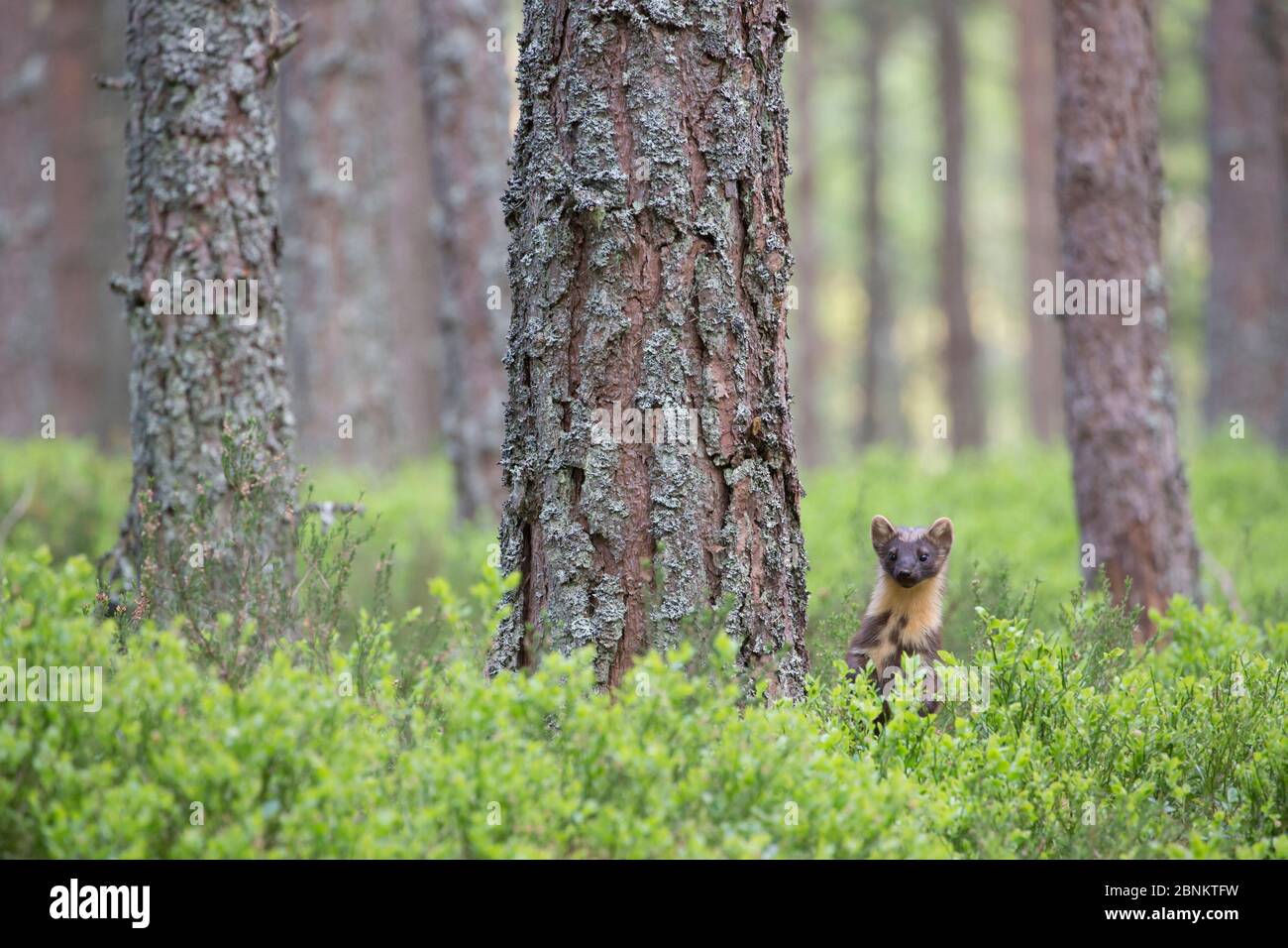 Pineta (Martes martes) tra le bacche (Vaccinium myrtillus) in pineta, Glenfeshie, Cairngorms National Park, Scozia, UK, maggio. Foto Stock