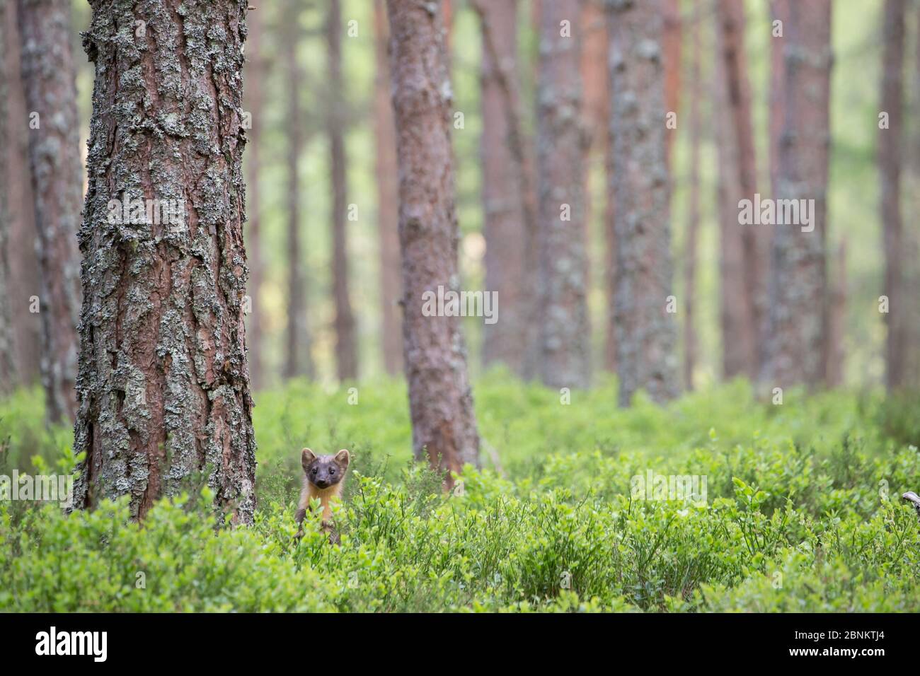 Pineta (Martes martes) tra le bacche (Vaccinium myrtillus) in pineta, Glenfeshie, Cairngorms National Park, Scozia, UK, maggio. Foto Stock