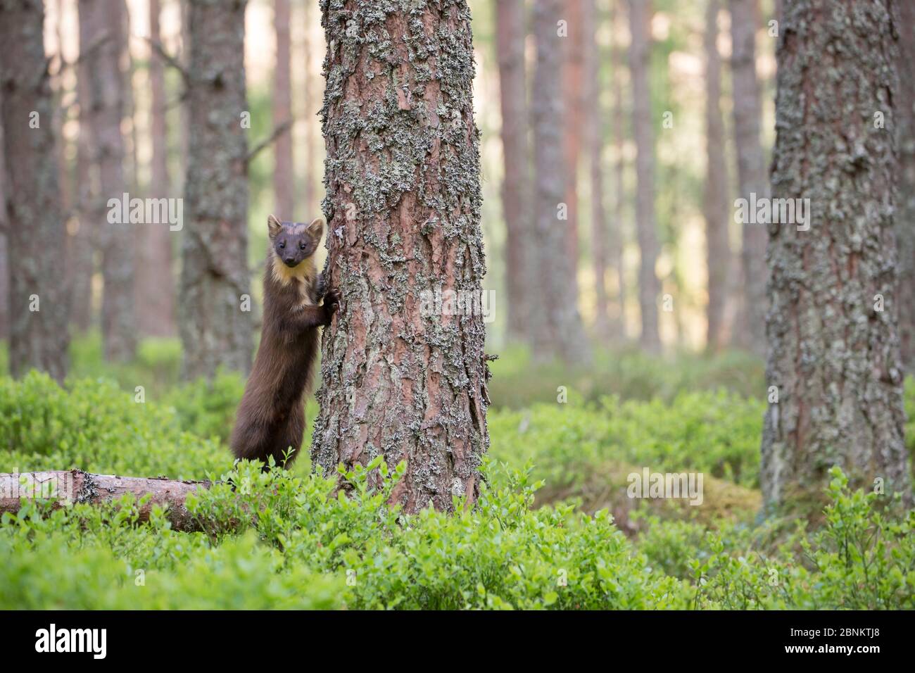 Pineta (Martes martes) tra le bacche (Vaccinium myrtillus) in pineta, Glenfeshie, Cairngorms National Park, Scozia, UK, maggio. Foto Stock