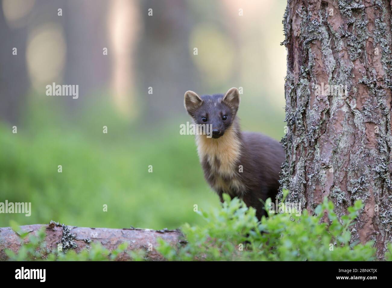 Pineta martes (Martes martes) che si erge su pino caduto, Glenfeshie, Cairngorms National Park, Scozia, Regno Unito, maggio. Foto Stock