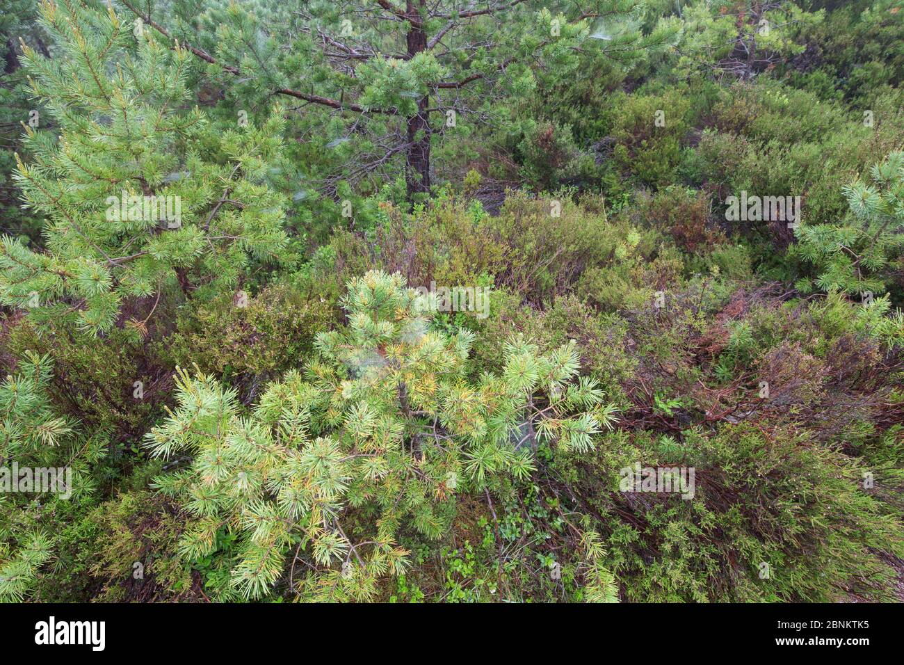 Sezione di fondo forestale con il giovane pino scozzese (Pinus sylvestris) e vegetazione rigenerante, Rothiemurchus Forest, Cairngorms National Park, Scozia Foto Stock