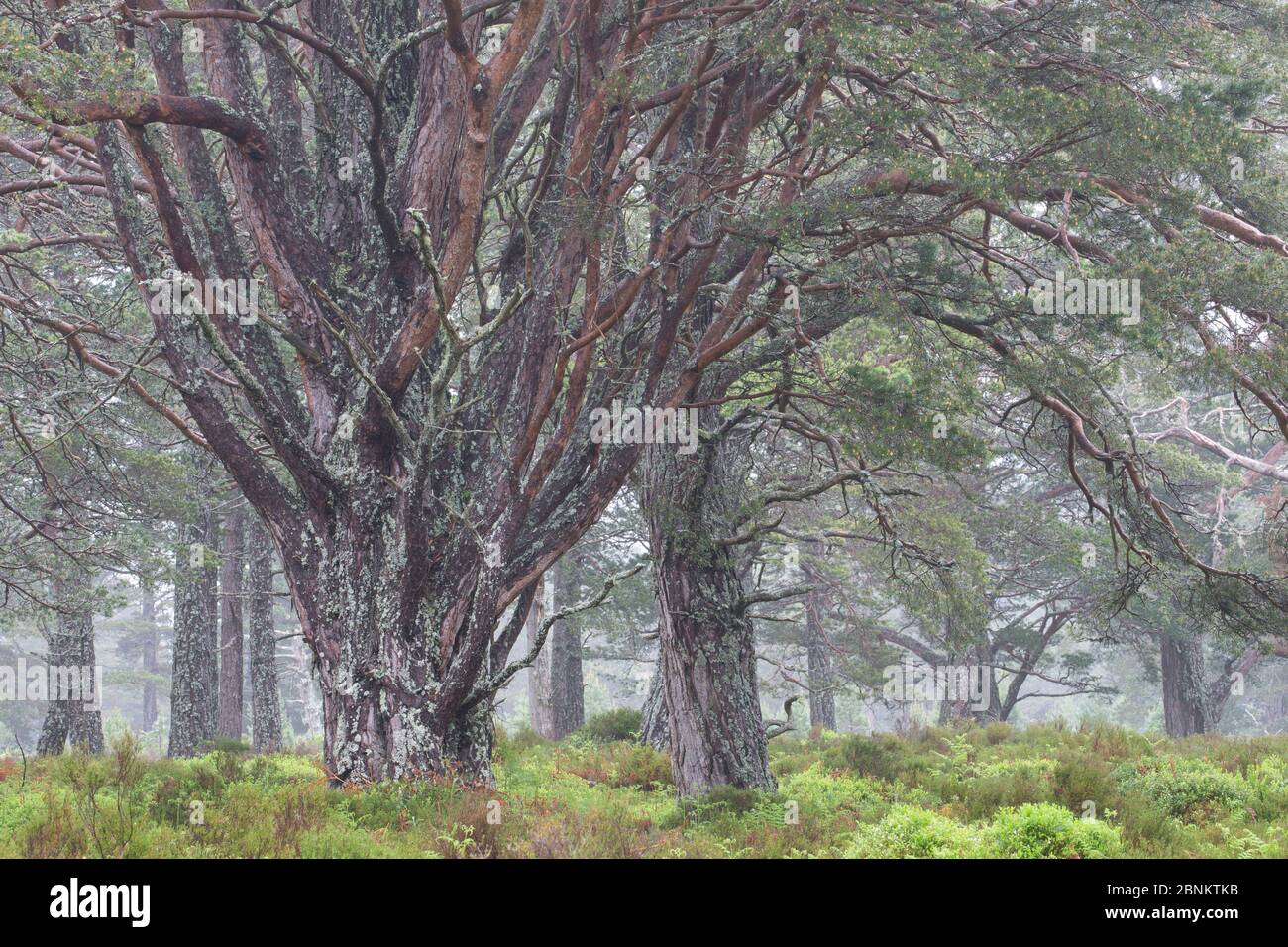 Antica di pino silvestre (Pinus sylvestris) nel bosco, Rothiemurchus foresta, Cairngorms National Park, Scozia, Giugno. Foto Stock