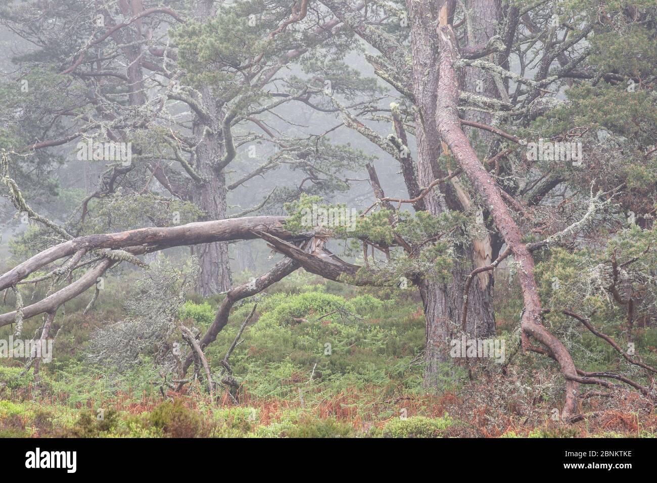 Antica di pino silvestre (Pinus sylvestris) nel bosco, Rothiemurchus foresta, Cairngorms National Park, Scozia, Giugno. Foto Stock