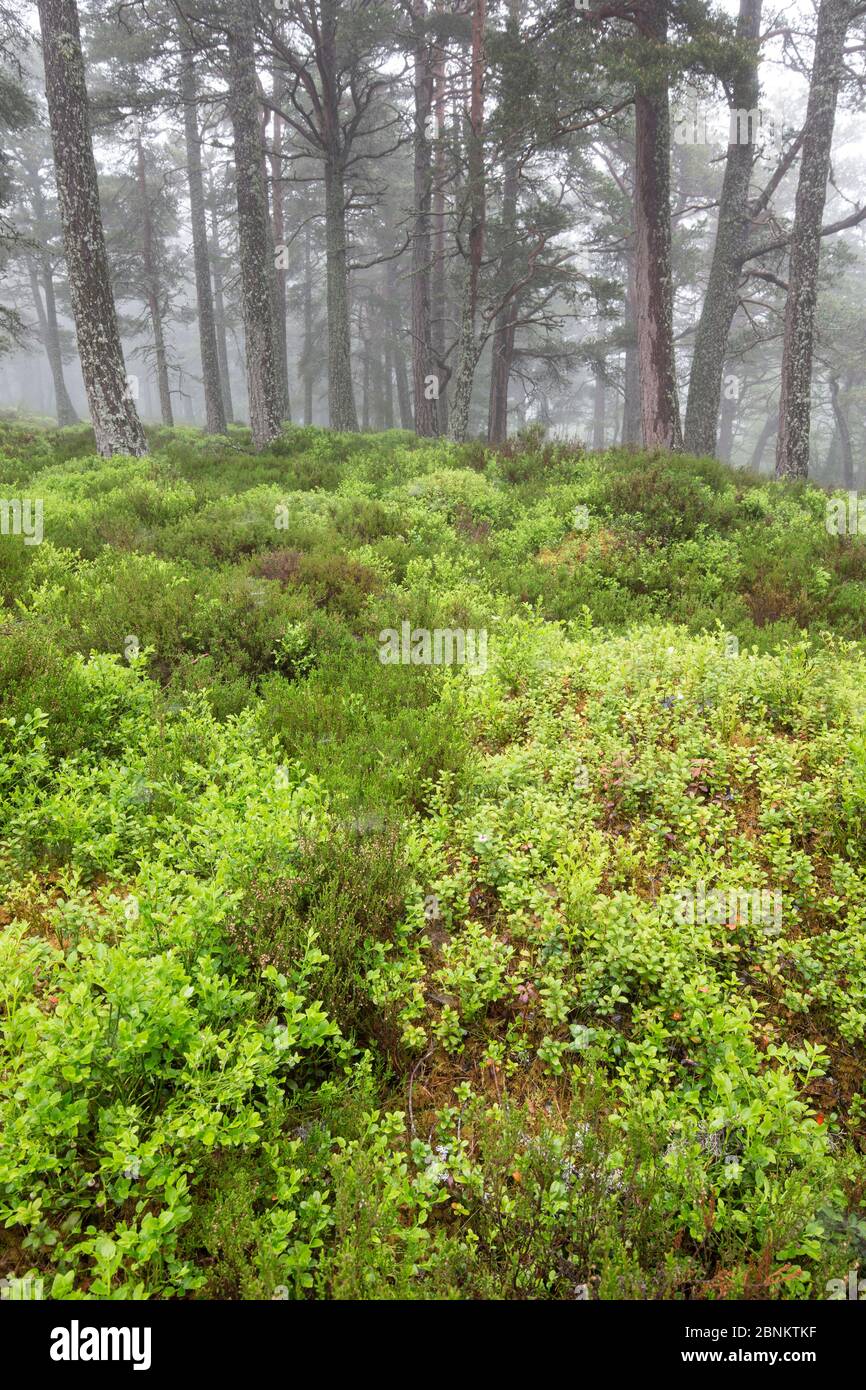 Tappeto di Blaeberry (Vaccinium myrtillus) tra la foresta di pino scozzese (Pinus sylvestris), la foresta di Rothiemurchus, il Cairngorms National Park, Scozia, UK, J. Foto Stock
