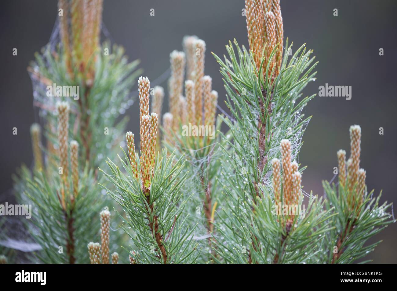 Pino scozzese (Pinus sylvestris) germogli di alberi, Foresta di Rothiemurchus, Cairngorms National Park, Scozia, Regno Unito, giugno. Foto Stock