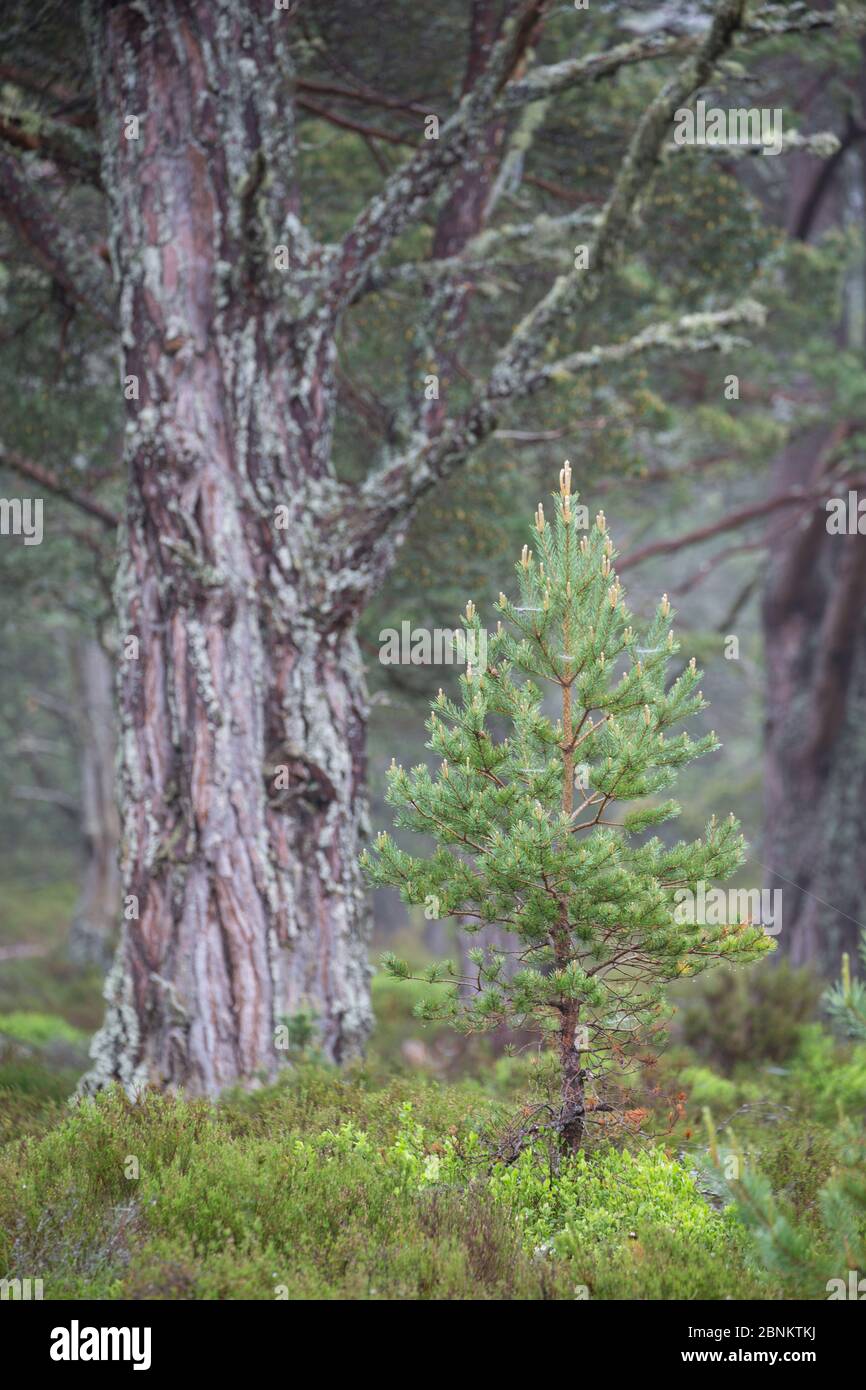 Pino Scozzese giovane (Pinus sylvestris) con albero veterano alle spalle, Foresta Rothiemurchus, Cairngorms National Park, Scozia, Regno Unito, giugno. Foto Stock