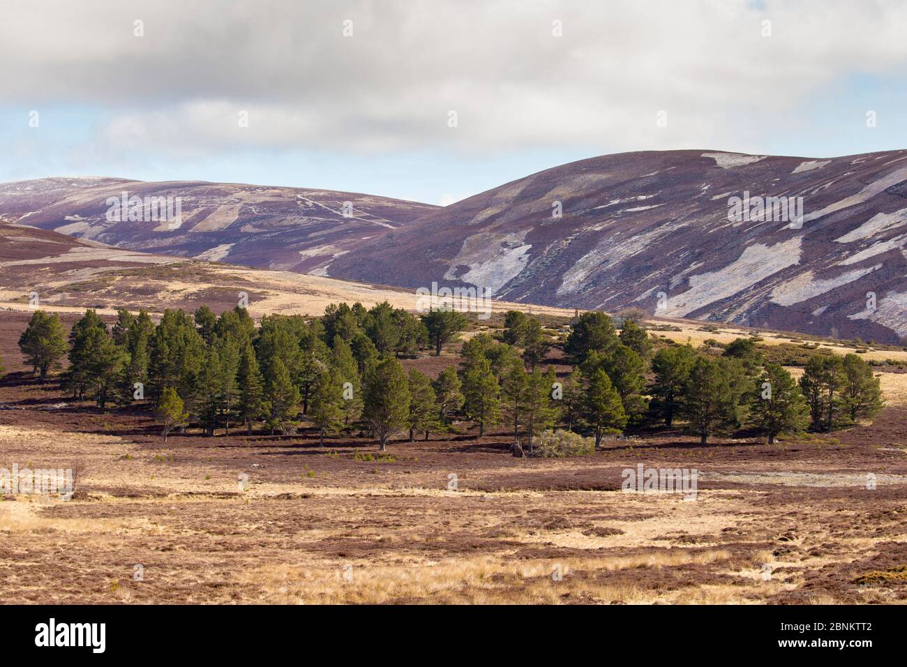 Patchwork di brughiera di upland e di bosco isolato di pino scozzese (Pinus sylvestris) sulla tenuta di caccia al gallo, Cairngorms National Park, Scozia Foto Stock